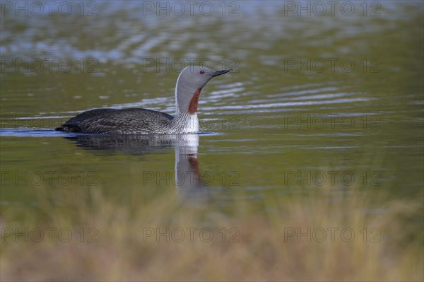 Red-throated diver