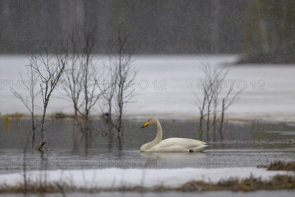 Whooper Swan