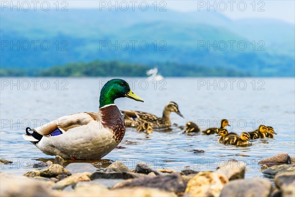 Mallard Duck