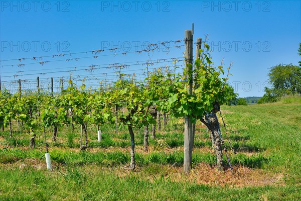 Rows of grapevines without fruits in spring