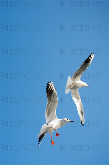 Pair of seagulls flying in the sky background