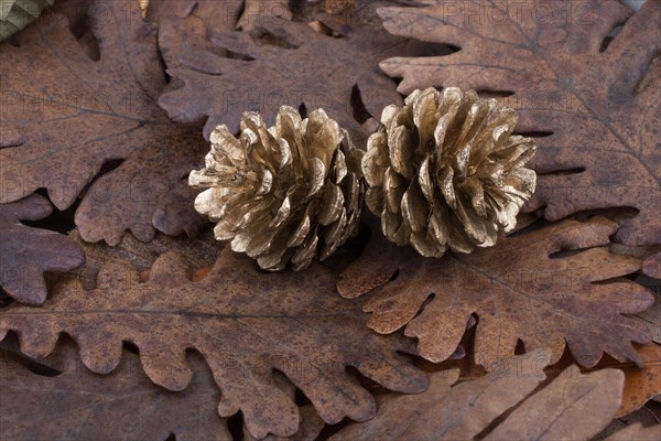 Pine cones placed on a background covered with dry leaves