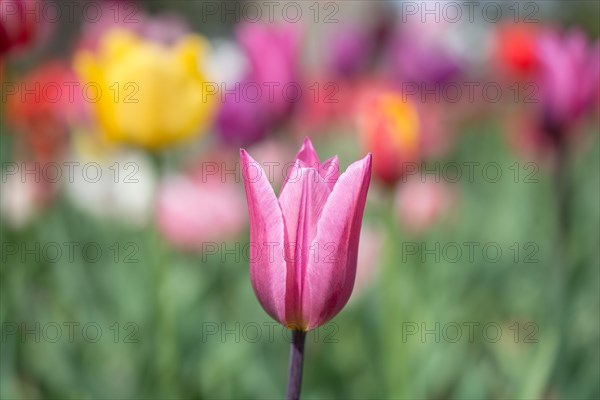 Outstanding colorful tulip flower bloom in the spring garden