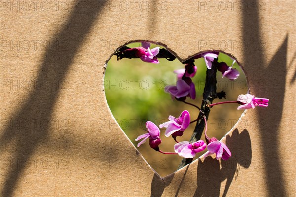 Flowers seen through heart shape cut out of cardboard