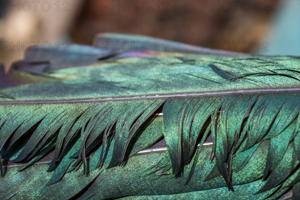 Beautiful bird feathers for decorative purposes