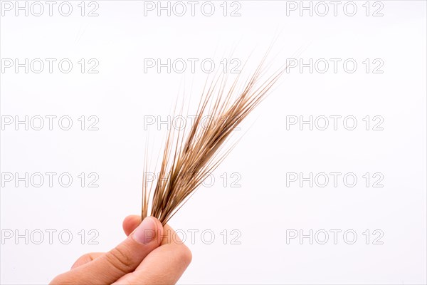 Hand holding a wheat on a white background