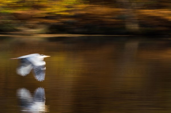 Grey heron