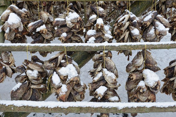 Drying racks for stockfish