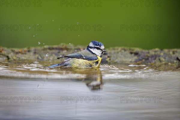 Bathing Blue Tit