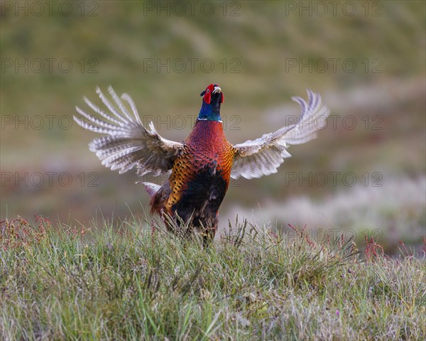 Pheasant