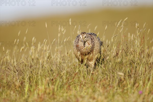 Pheasant