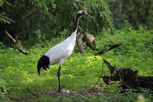 Red-crowned crane