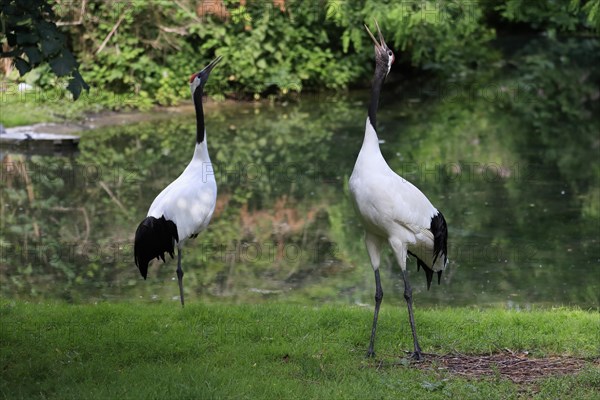 Red-crowned crane