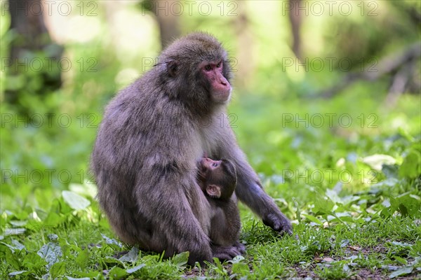 Japanese macaque