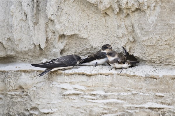 Sand martins