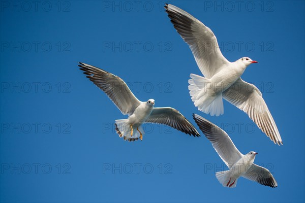 Pair of seagulls flying in blue a sky background