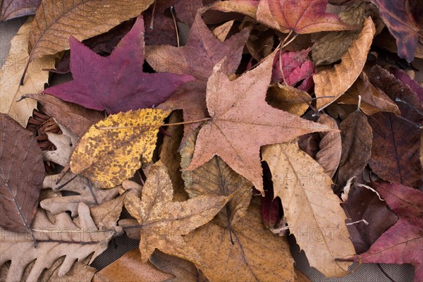 Beautiful dry leaf by a book as an autumn background