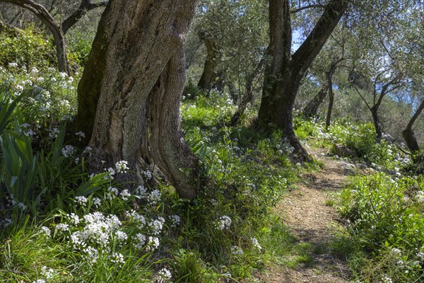Hiking trail leading up from Tellaro through an old olive grove