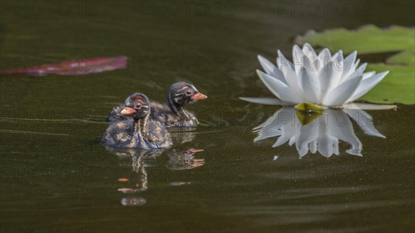 Little Grebe