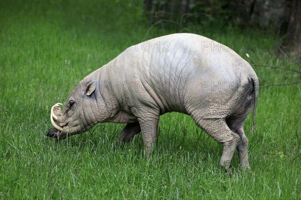 North sulawesi babirusa