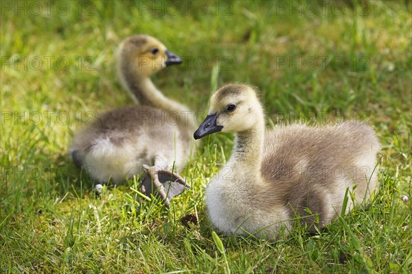 Canada geese