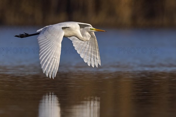 Great egret