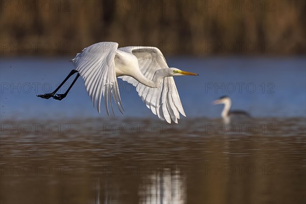 Great egret