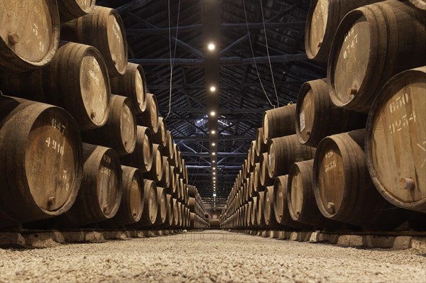 Historic cellar with hundreds of oak barrels