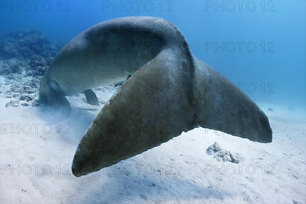 Dugong