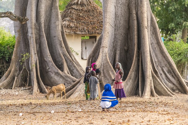 Children in front of the large board roots of a huge kapok tree