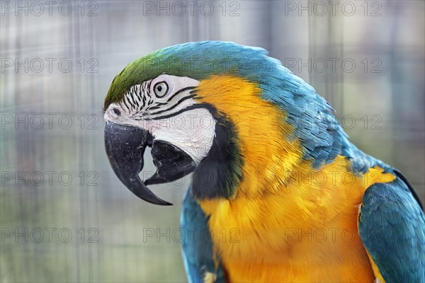 Blue and yellow macaw