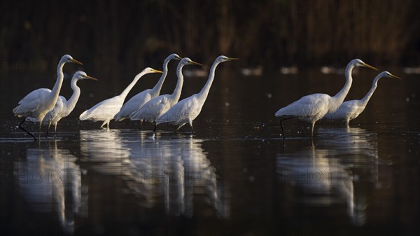 Great egret