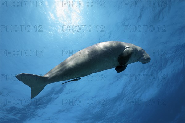 Dugong