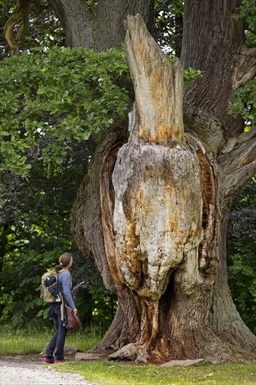 Very old and large oak with dead trunk due to lightning and tree canker