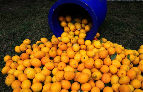 Lemons and blue jug