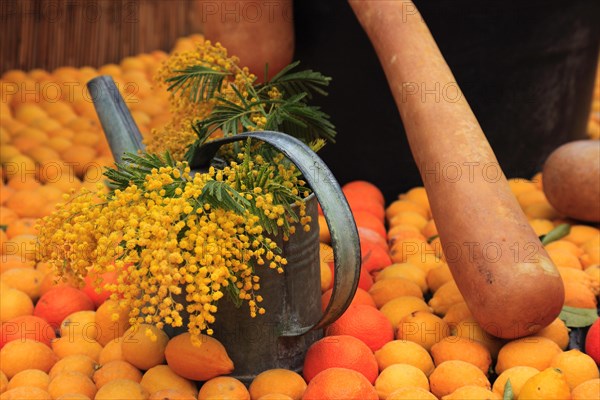 Watering can with flowering mimosa branches framed by lemons and oranges in the Bioves gardens