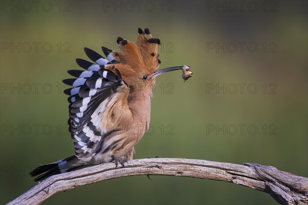 Hoopoe