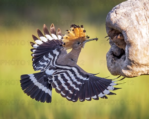 Hoopoe