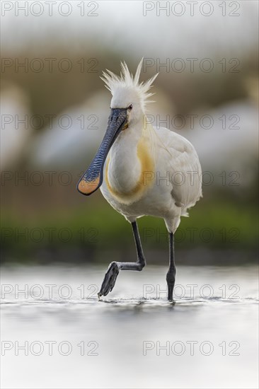 Spoonbill eurasian spoonbill