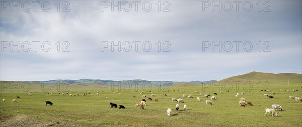 Goats grazing in the steppe near Nalaikh. Nalaikh