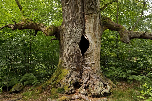 So-called chimney oak in the primeval forest Sababurg