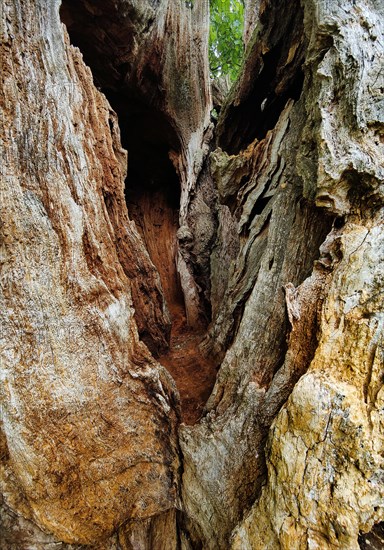 Interior view of an oak tree with trunk dead from lightning and tree canker