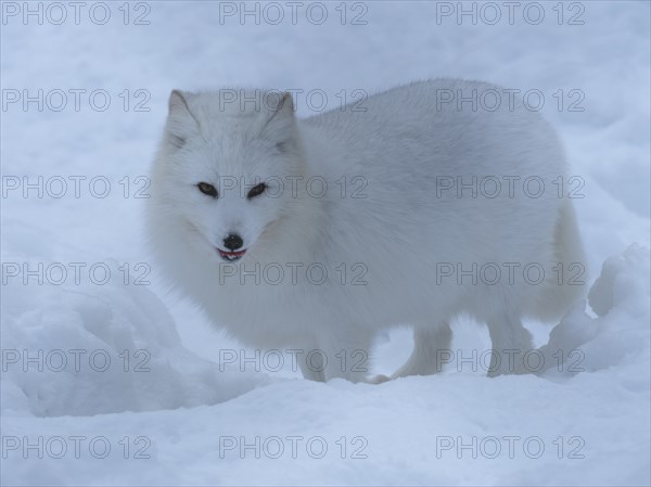 Arctic fox