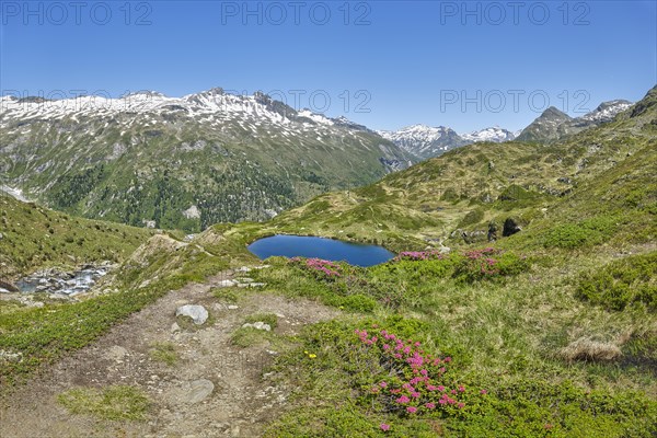 Salzbodensee with alpine roses