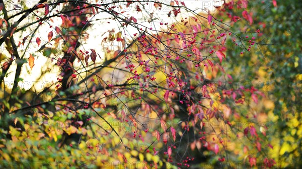 The colours of autumn in the garden. Peacock butterfly