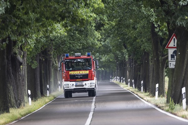 Avenue of trees with fire engine