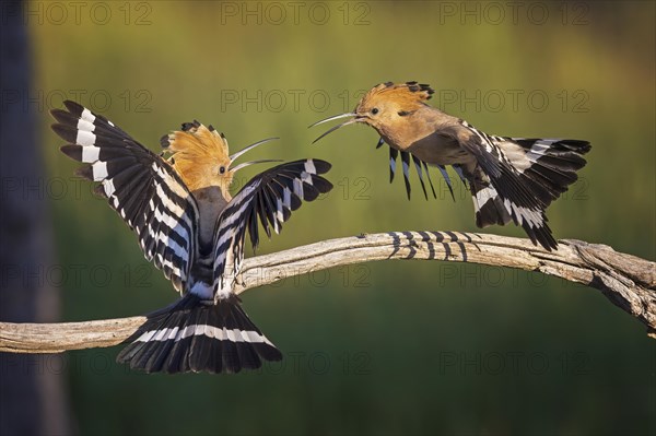 Hoopoe