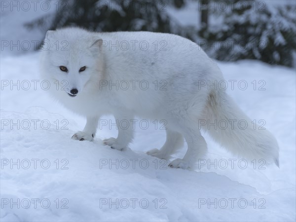 Arctic fox