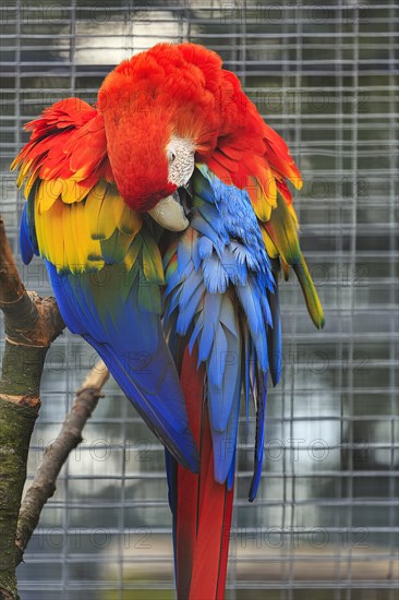 Red macaw