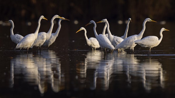 Great egret